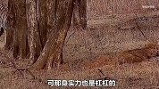 老虎以闪电般速度偷袭野猪，仅一招就让它瘫软在地，这下完犊子了