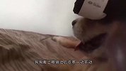 奇葩主人给猫和狗戴上VR眼镜，会怎么样？猫：鬼知道我经历了啥
