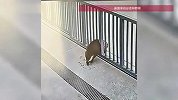 哭笑不得！野猪意外被困大门栅栏，挣扎约三分钟后跑离