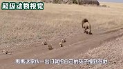 雄狮第一次见儿子，整颗心都被萌化了，狮子也有柔情的一面