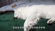 主人看萨摩耶在睡觉，故意在它跟前放上食物，下一秒憋住别笑
