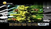 蜜蜂生存遭移动通信严重威胁 可能在十年内绝迹