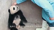 熊猫宝宝躲在墙角生闷气，饲养员安慰不料反被打，下一秒憋住别笑