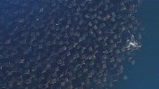 这种动物群居为主，万米高空看下去，都让人头皮发麻