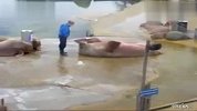 超喜感海象会做仰卧起坐