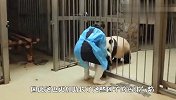熊猫宝宝偷溜出去玩，回来就被妈妈修理了一顿，忍住千万别笑