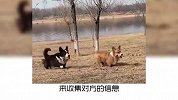 宠物科普：为什么狗狗见面都闻pp？