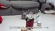 铲屎官做爆米花，狗狗看到后，下一秒笑翻了