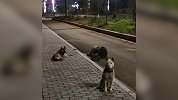 主人醉倒路边爱犬不离不弃分工守护：1只盯手机 1只站岗