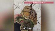 家人买回鳄龟准备食用，被男子阻止并决定养着，现在特别黏人
