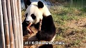 熊猫宝宝偷吃，不料被妈妈逮个正着，结局笑翻了