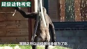 大猩猩可以直立行走，姿势非常标准，就像人一样
