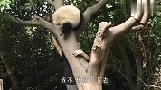 熊猫带出去容易带回家难，饲养员小姐姐都快哭了，看完忍住别笑