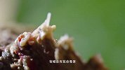 玫瑰毒鲉肉质鲜美，但却蕴含大量毒素，东莞人却独爱它丨寻味东莞