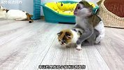 小猴子化身为猫咪“保姆”，大家看他称不称职