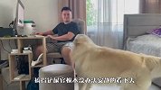 铲屎官玩电脑不陪狗子，金毛差点气疯，看完忍住别笑