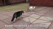 两猫咪打架“薅头发”！一边哀嚎一边不撒手