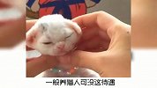 宠物冷知识：梦中情猫之德文卷毛猫！
