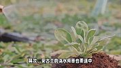 安古兰的养殖方法和注意事项