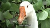大白鹅疯狂大叫，主人到后院一看，忍不住红了眼眶！