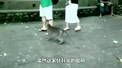 猴子偷吃辣椒，刚咬一口就被辣成“泼猴”，太酸爽了