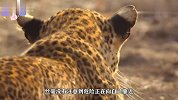 时速几百迈的猎豹捕猎，先潜藏再慢慢靠近，等狒狒发现一切都晚了
