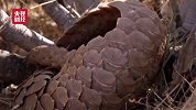 十种野生动物的告白：为什么穿山甲不能吃？看点-20200315-走进和了解穿山甲