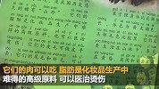 武大出版社回应儿童刊物称果子狸可吃：全面下架该书