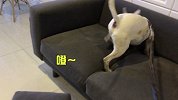 新买的高级名贵沙发垫，转眼就被蠢狗咬坏！