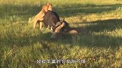 3只雄狮合力狩猎野牛！1只被重伤2只被追着打，难以置信