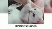 宠物冷知识，猫咪为什么喜欢咬耳机线？奇怪的知识又增加了