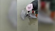 江豚搁浅岸边 村民为其泼水2小时直至涨潮