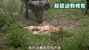 狮群“坏男孩”联盟遭遇巨大危机，遭遇几百头水牛的袭击，镜头拍下全程