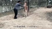 小伙不服袋鼠的拳击技术，非要来挑衅一番，结果惨遭人生滑铁卢