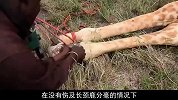 一群人将长颈鹿推倒在地，并且将它五花大绑，这是要干嘛？