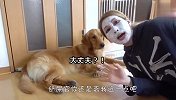 女主人敷了个面膜，金毛看到后，这反应绝了哈哈