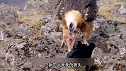 胡兀鹫-到底是鹰还是鹫，关键是不吃肉