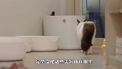 布偶猫偷袭美短，不料美短一家子都在，下一秒请忍住别笑