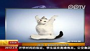 超萌  猫猫狗狗做瑜伽