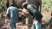 大象腿上肿起巨包，被人类救助后，下一秒的画面让人感动
