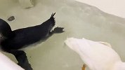 把企鹅和鸭子放一起洗澡，接下来发生的一幕，铲屎官傻眼了