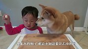 柴犬抢小主人食物，小主人气得哇哇大哭，场面笑爆了