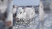 牛群零下20度冻成冰雕，暴风雪下秒变“雪花肥牛”：已经习惯了