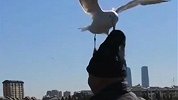 大爷享受与海鸥的亲近时刻 海鸥把大爷帽子抢走