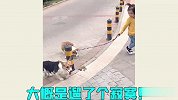 上街遛狗的奇葩方式，碰到你们这主人，狗狗也太难了