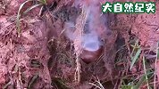 洞里钻出一条鱼，张口就开始吐蛋，这算什么奇葩事？