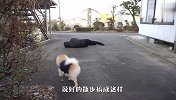 散步途中主人突然晕倒，狗狗会啥反应？结局笑翻了