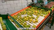 探访橙子加工厂，橙汁是如何制作出来的，看完你还喝吗？