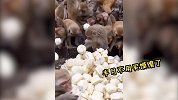 猴子都开始吃喜宴了，吃相巨难看