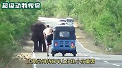 大象为了填饱肚子，拦下一排卡车还敢与直升机对抗，太厉害了